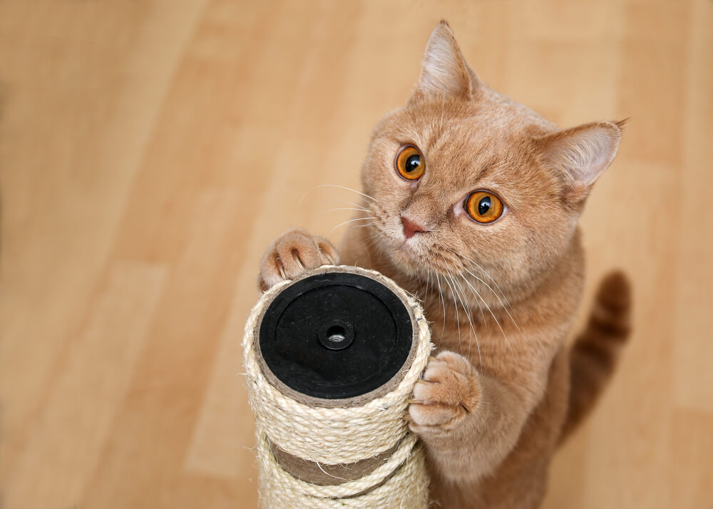 他にもある　耳から読み取る猫の気持ち