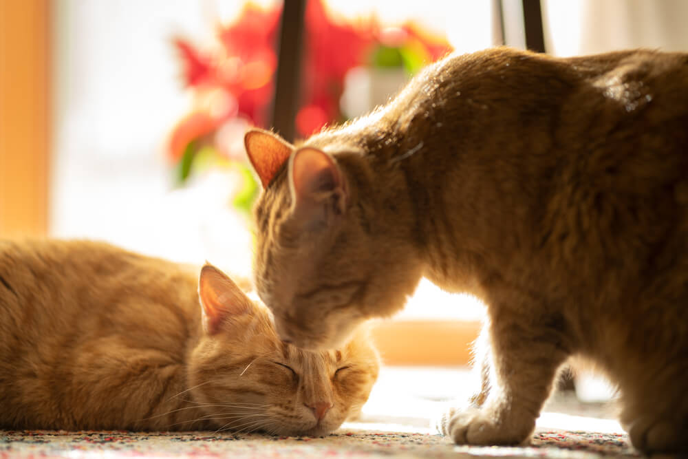 1カ月にかかる飼育費用は？