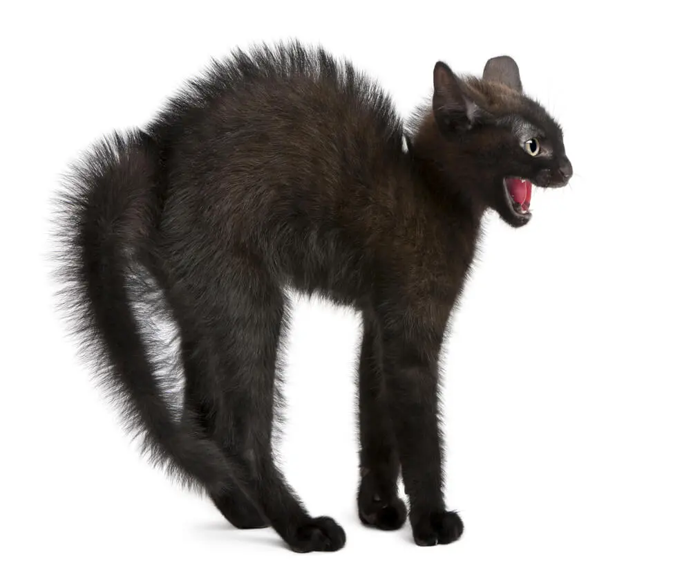 猫のしっぽ 動く猫のしっぽ、アニマトロニクス、振る、11種類の動き。アプリで操作