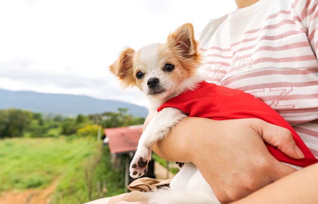 チワワの性格とは？飼い方や寿命を紹介