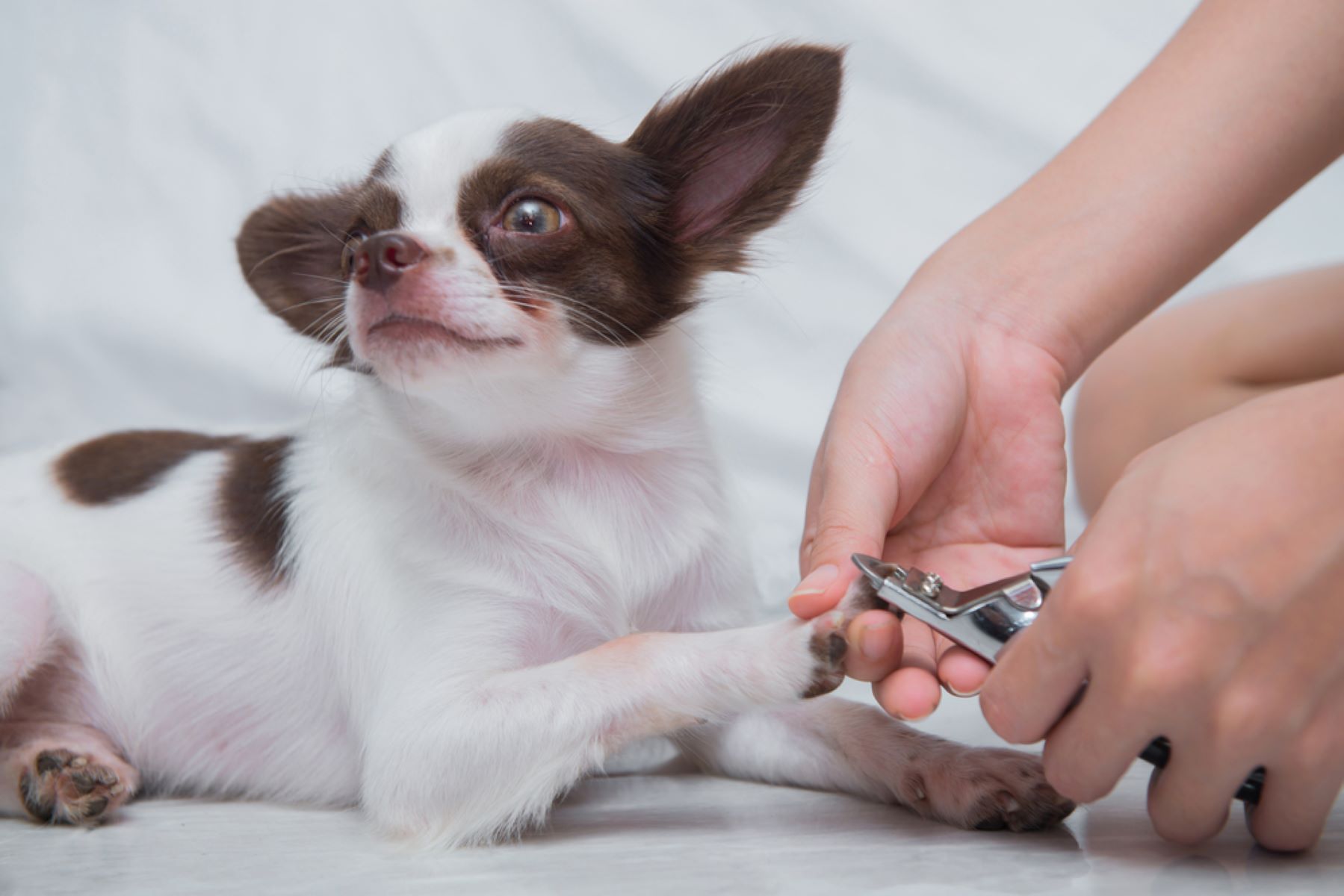 【獣医師監修】愛犬の正しい爪切りの方法は？嫌がる場合のコツもご紹介