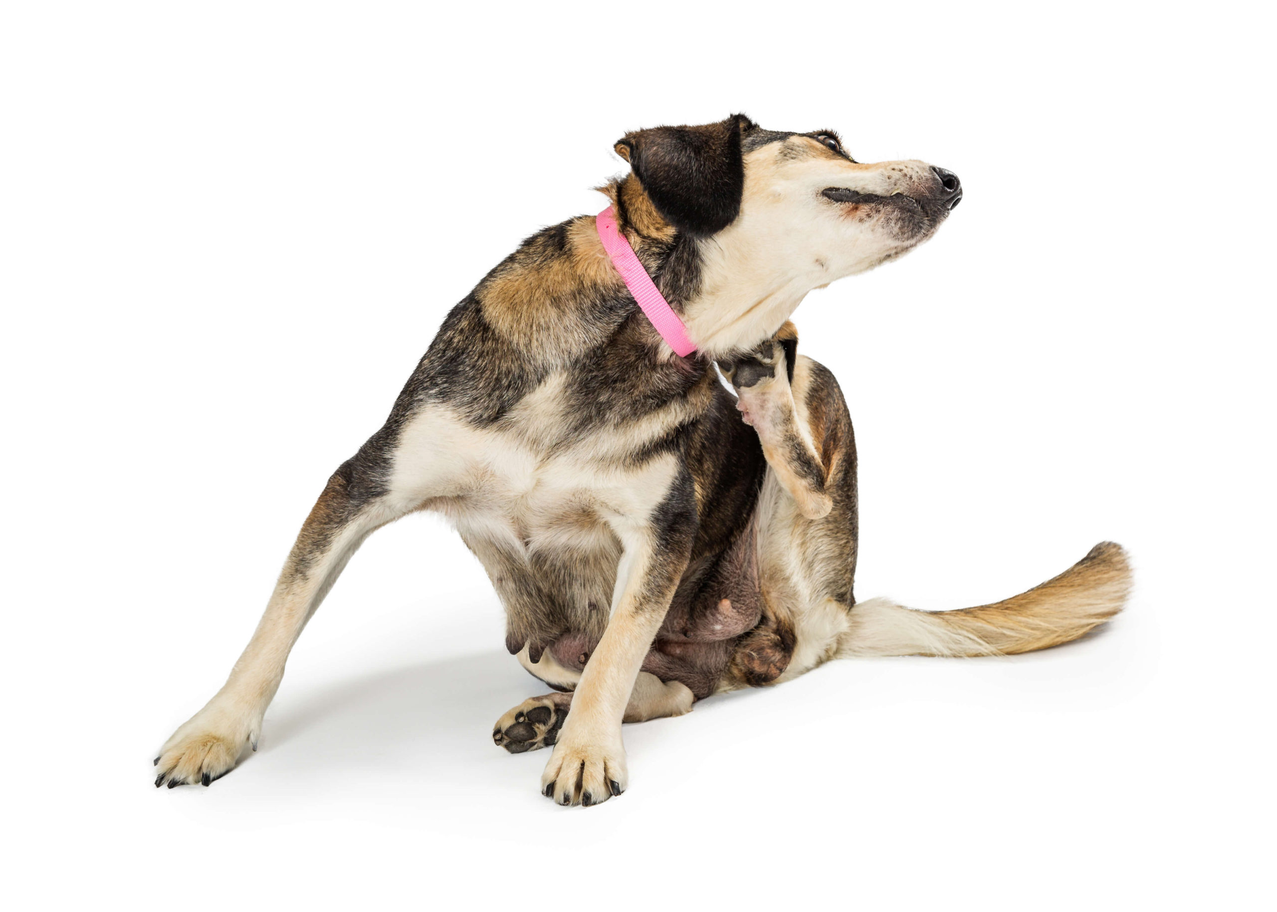 【獣医師監修】犬のフケは皮膚病のサイン？原因や対策、自宅でできるケアについて解説