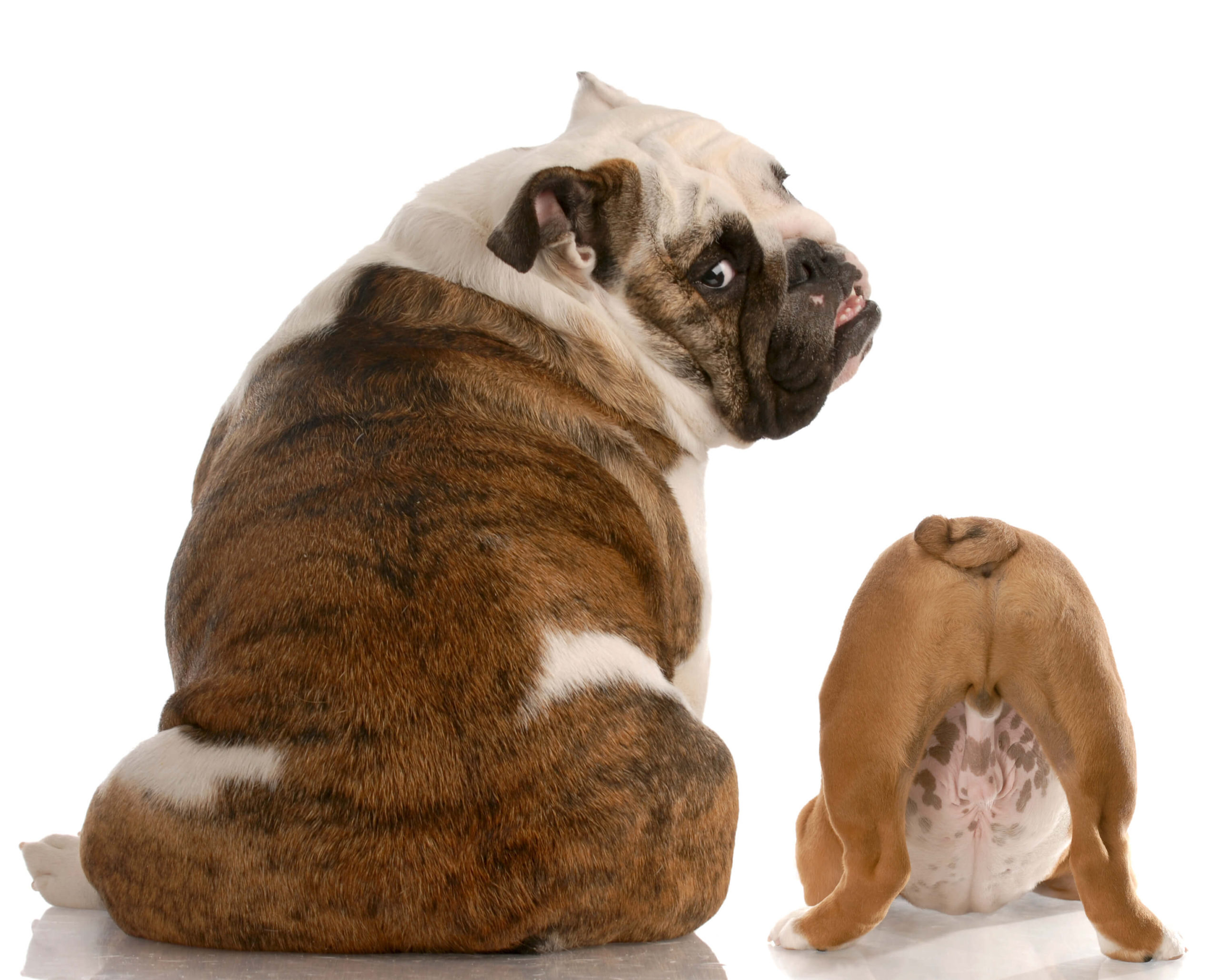 【獣医師監修】犬や猫の肛門腺しぼりって必要？肛門腺のお手入れ方法や病気について解説