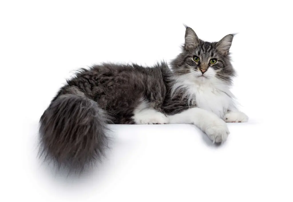 ノルウェージャンフォレストキャットの特徴は？性格や飼い方、注意点を