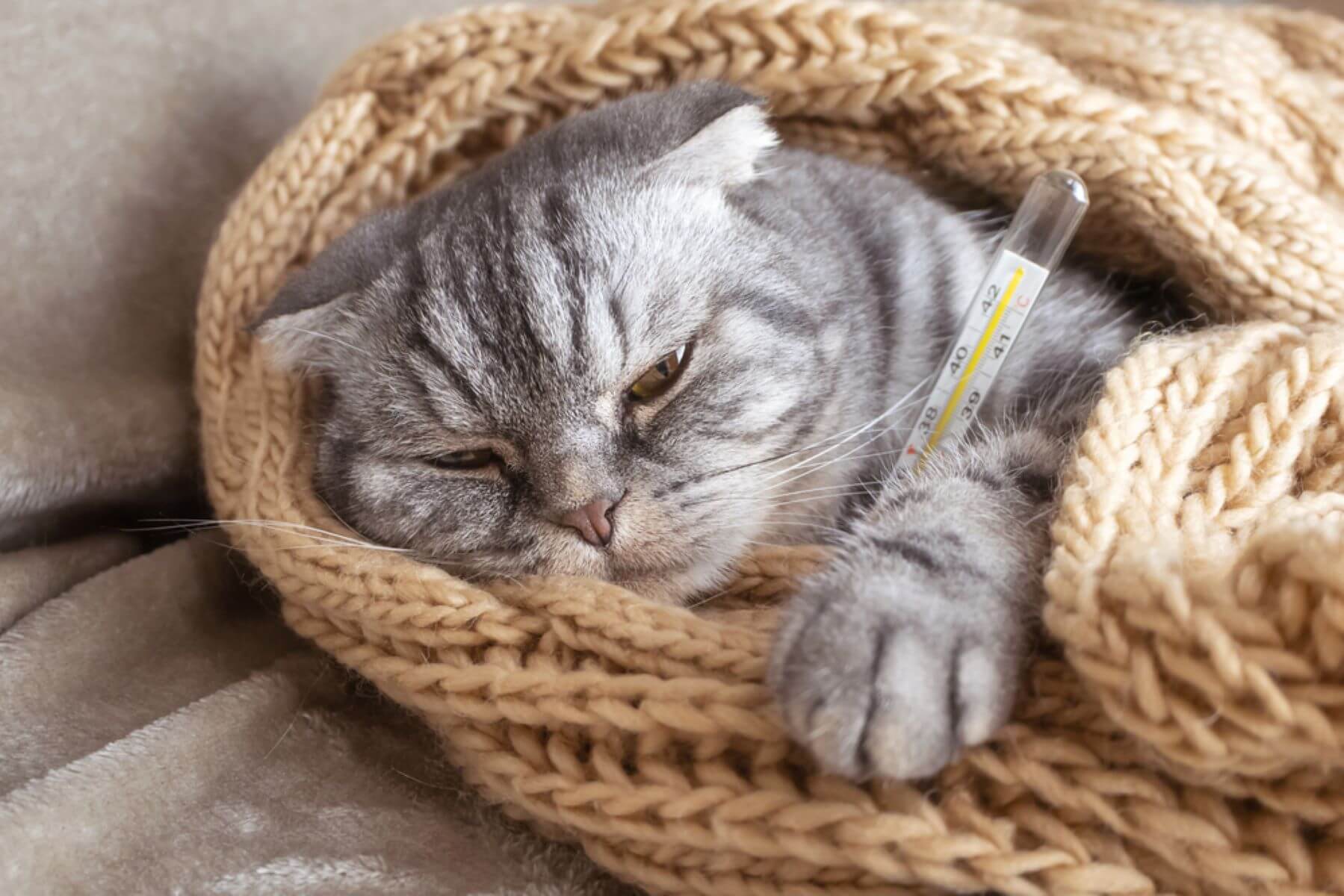 【獣医師監修】猫の体温がいつもと違うのは病気のサイン？自宅でできる測り方