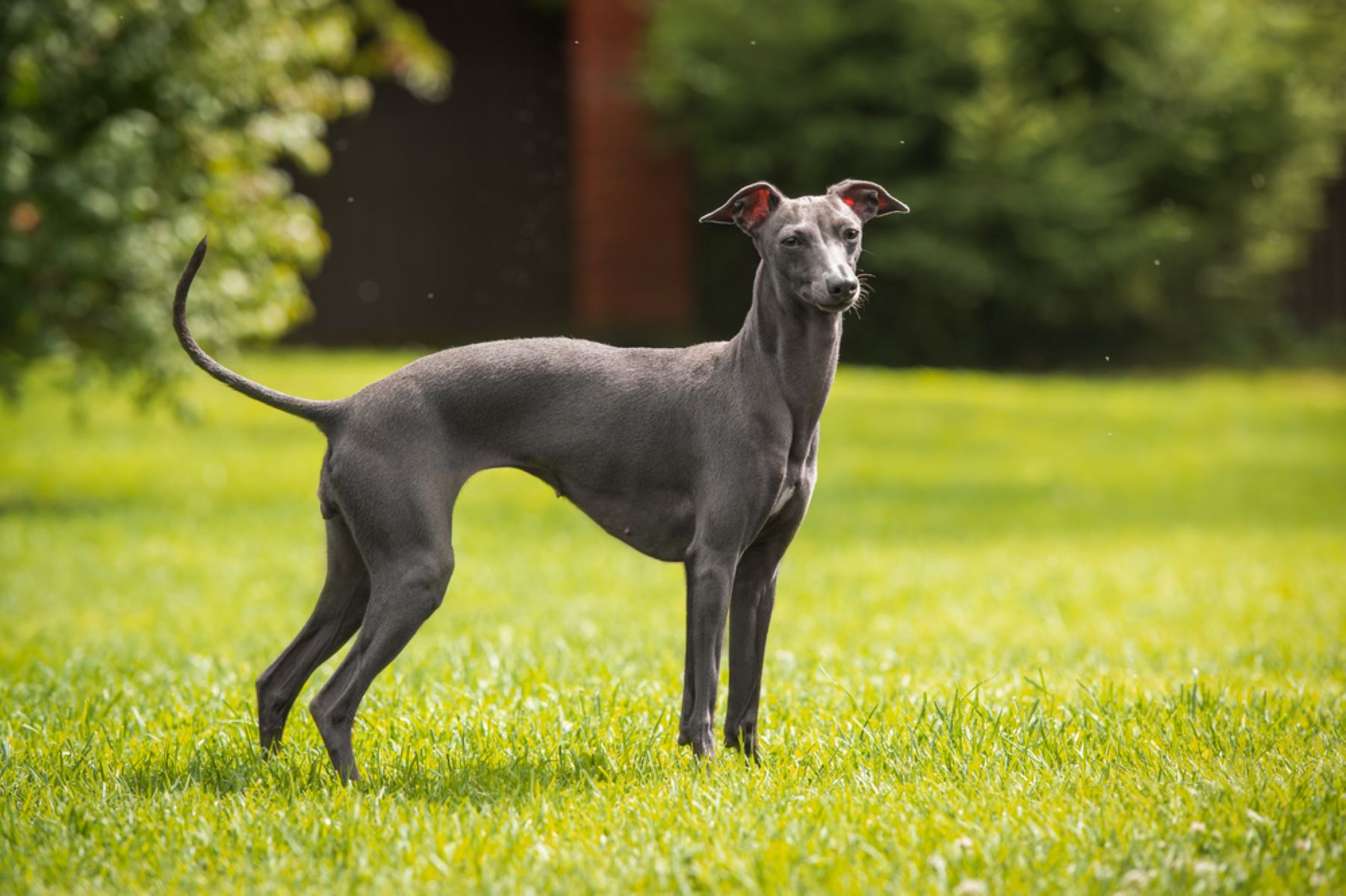 スリムでかっこいいグレーハウンドってどんな犬？飼い方や特徴、しつけをご紹介！