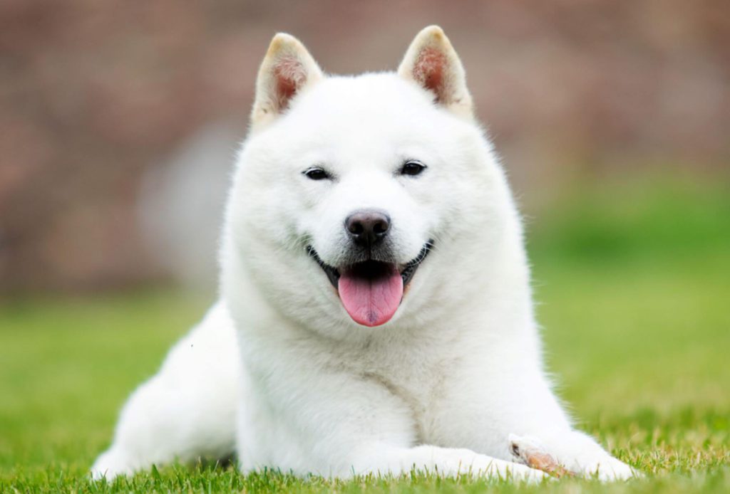 北海道犬はアイヌ民族と共に生きた天然記念物。その魅力と暮らし方のポイント