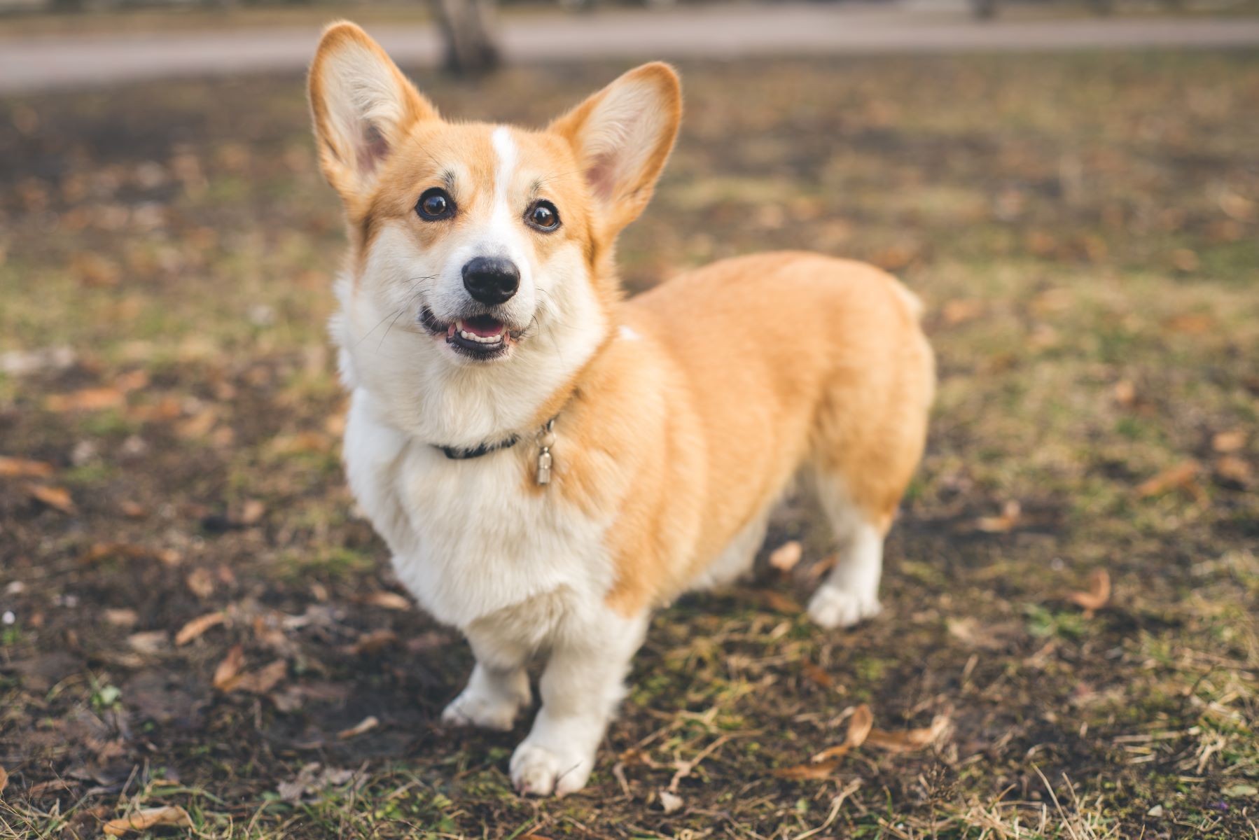 コーギーにしっぽがないのはなぜ？しっぽにまつわるエピソードから飼い方までをご紹介