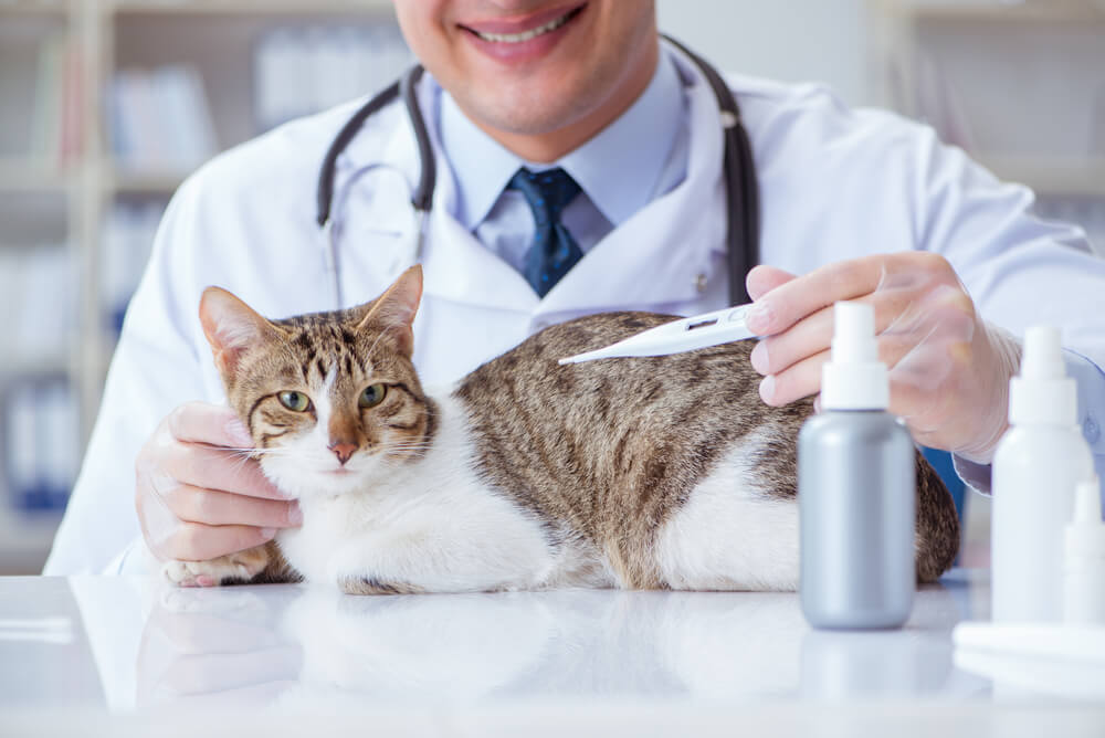 猫の体温を測る方法