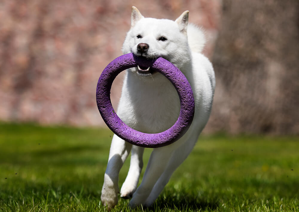 北海道犬の飼い方のポイント