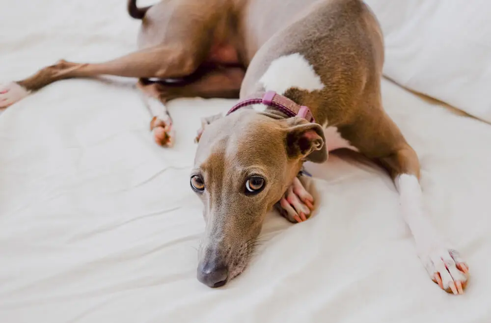 スリムでかっこいいグレーハウンドってどんな犬？飼い方や特徴、しつけ