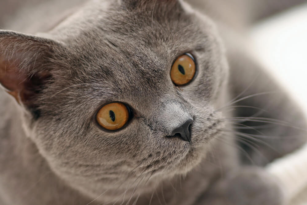 シャルトリューの飼い方のポイント