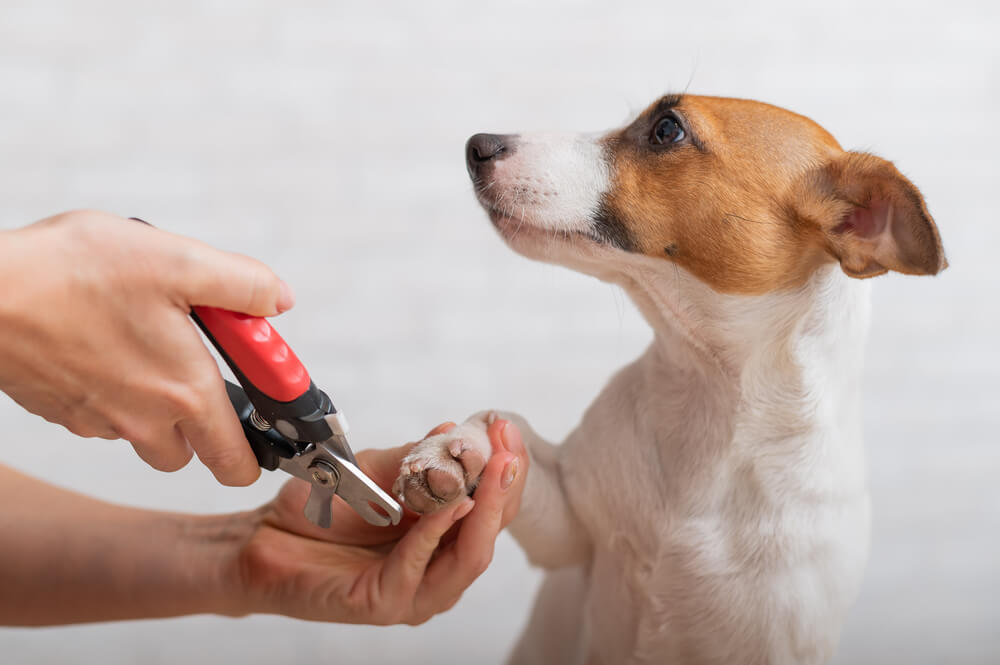 犬の爪を切る頻度