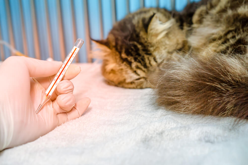 猫の体温が高い（40℃以上）と感じたら