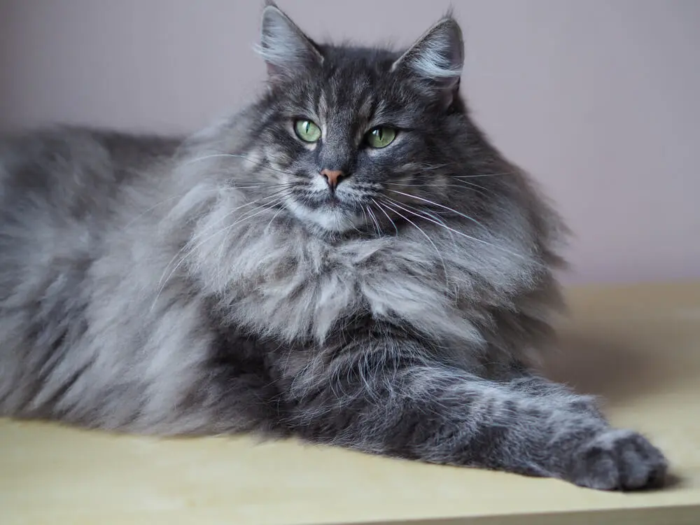 ノルウェージャンフォレストキャットの特徴は？性格や飼い方、注意点を