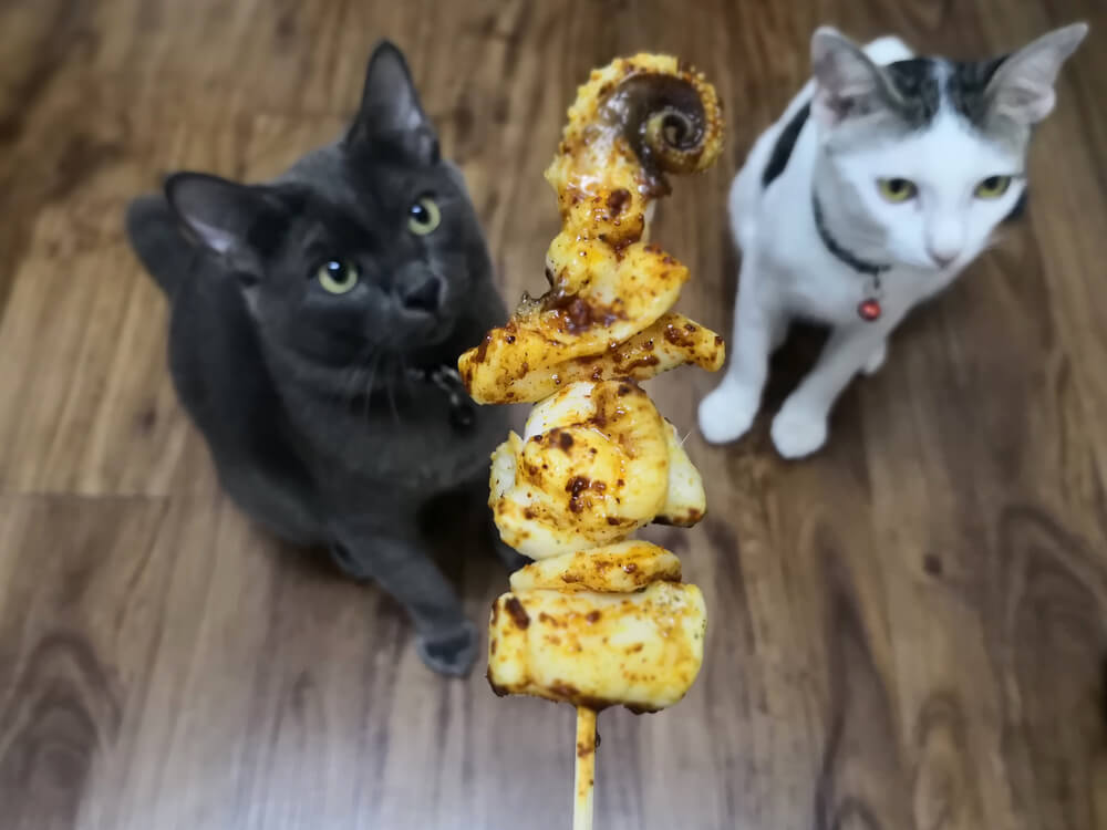 猫にとってイカは、食べられるけれど食べないほうが無難な食べ物である