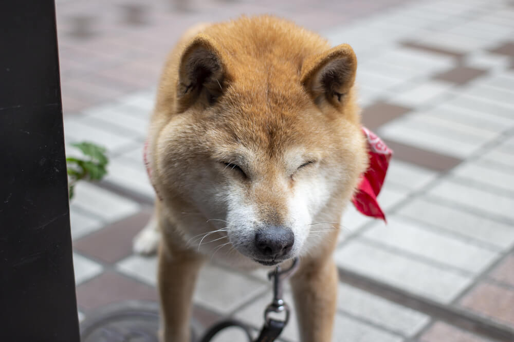 北海道犬の注意しておきたい病気