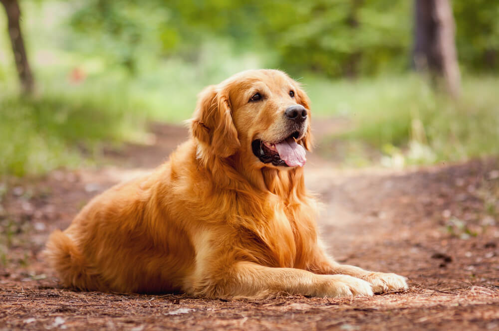 大型犬・特大犬