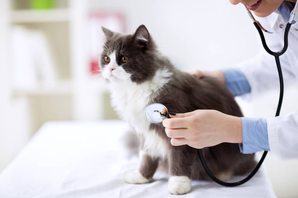 自宅でできる猫の健康チェック