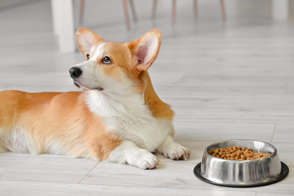 小型犬・中型犬