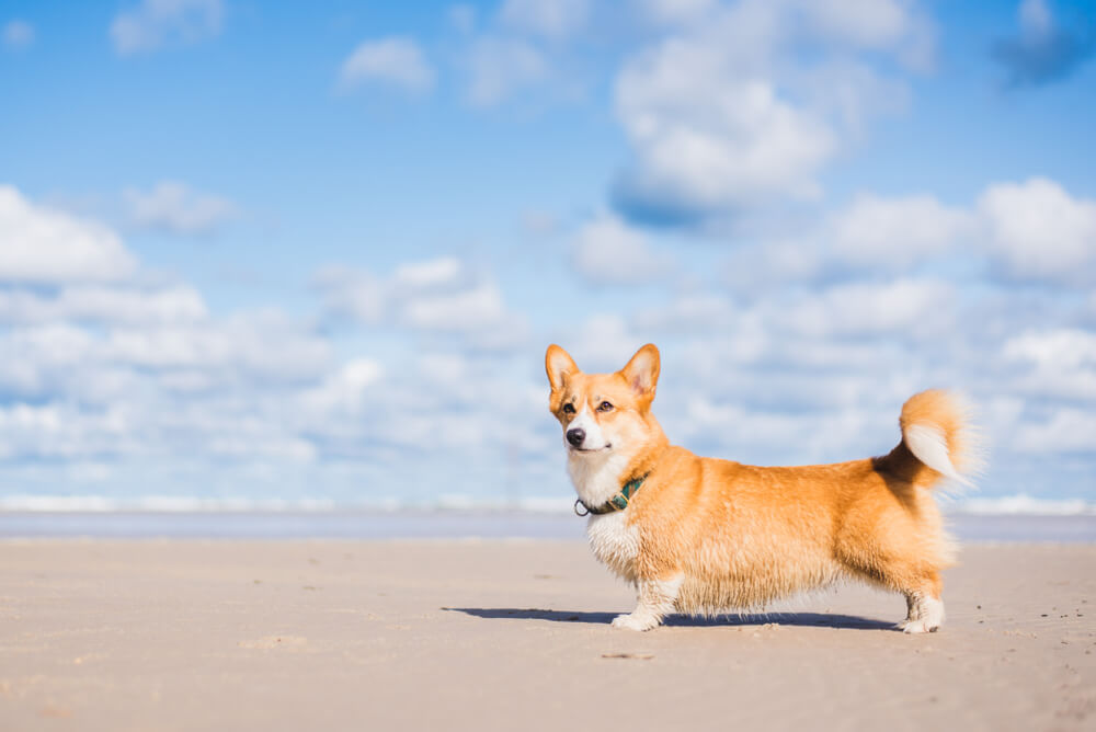 中型犬はマンションでも飼育できる？