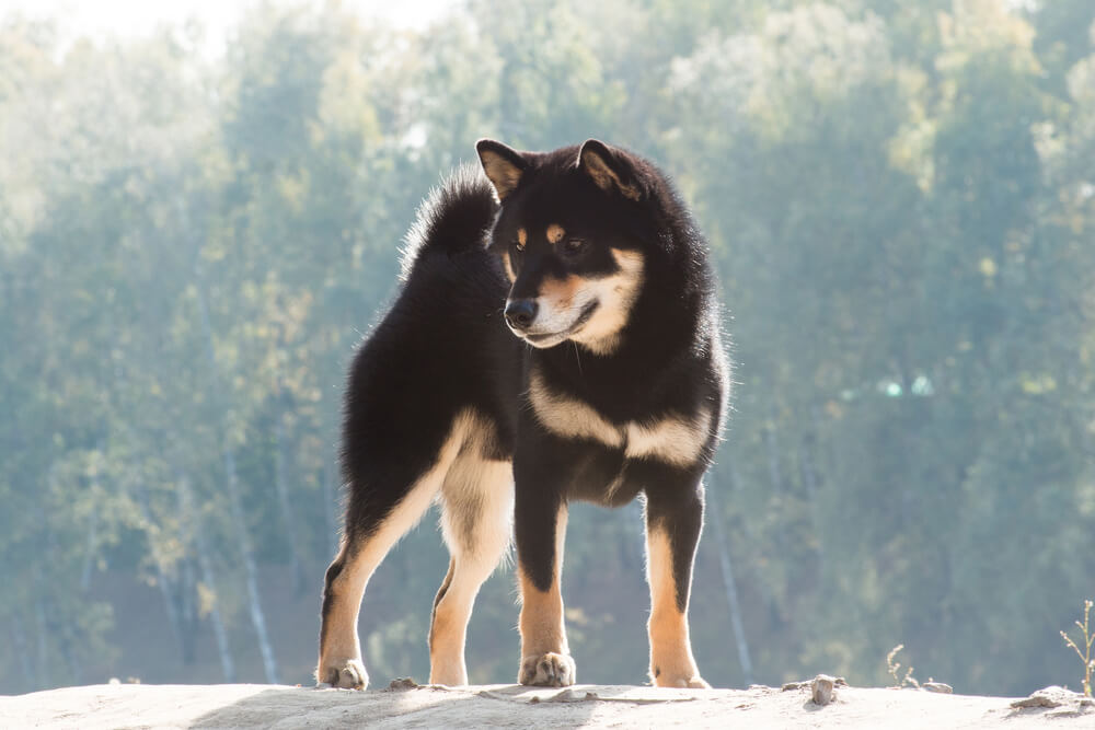 柴犬の性格や大きさ