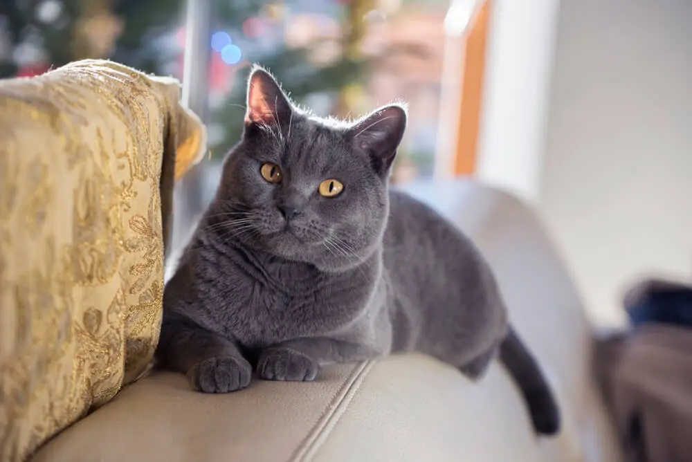 シャルトリューはグレーの毛皮を着たフランスの宝物。その魅力と飼い方