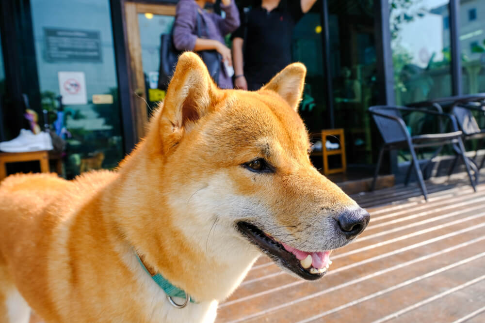 1カ月にかかる飼育費用は？