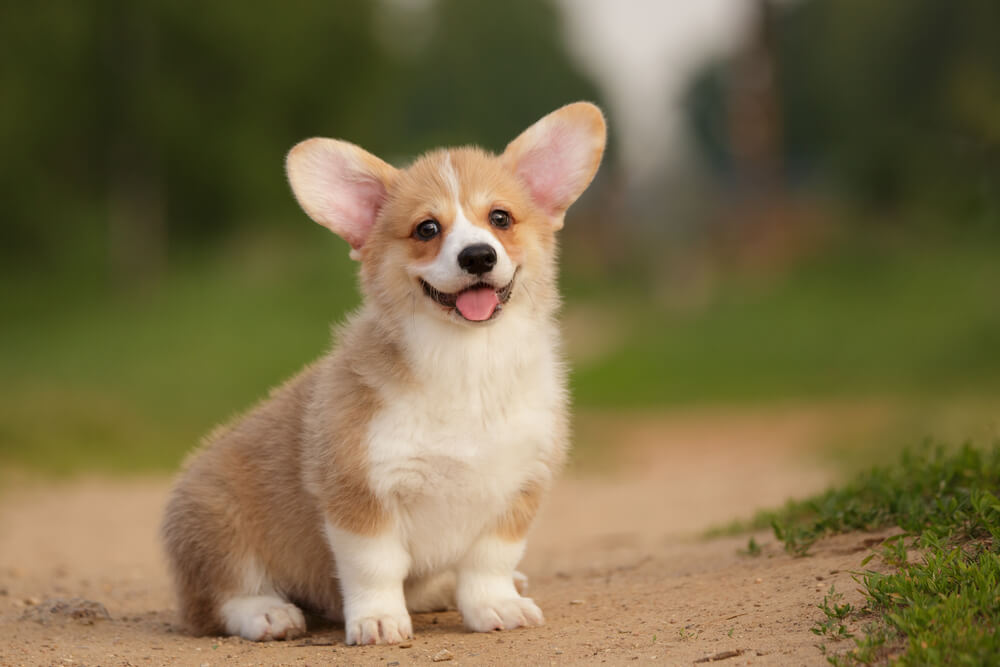 1カ月にかかる飼育費用は？