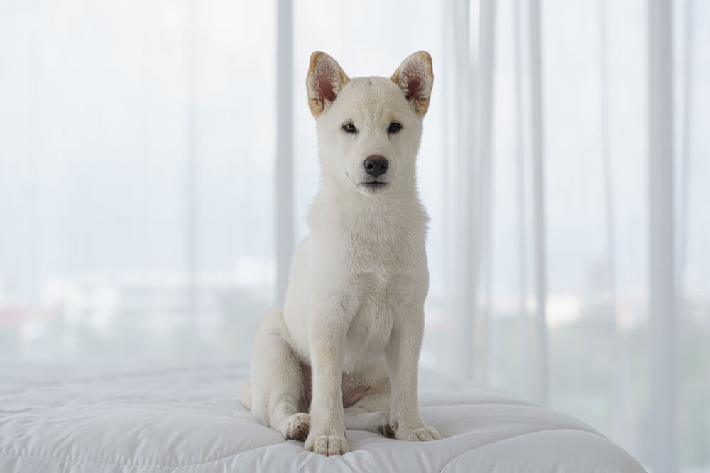 きつね系の柴犬