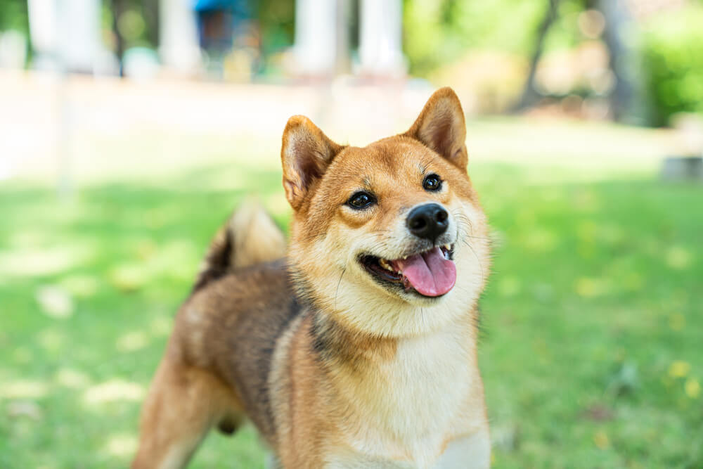 柴犬の人気の名前TOP3