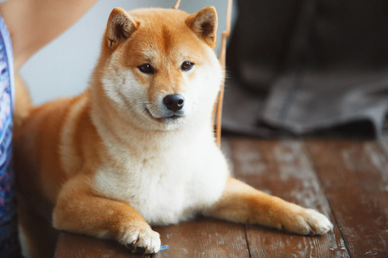 黒柴の人気の秘密に迫る!黒柴の魅力や飼い方もご紹介! | ペットニュースストレージ(ペット保険のペット&ファミリー損保)