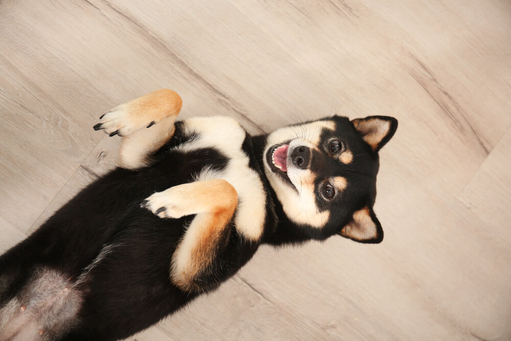 柴犬の飼い方のポイント