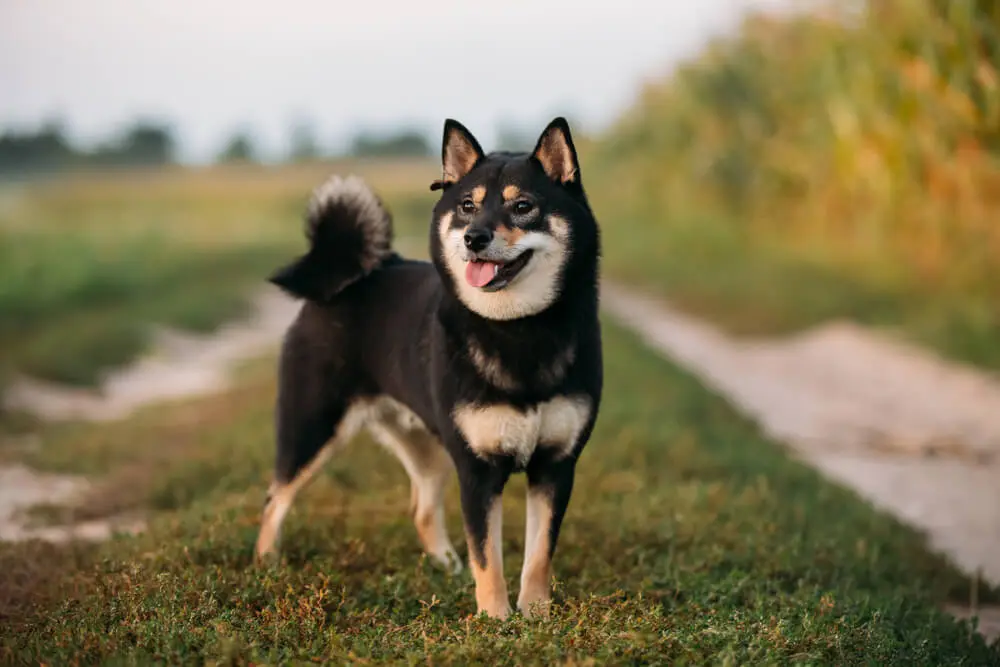 黒柴の人気の秘密に迫る！黒柴の魅力や飼い方もご紹介