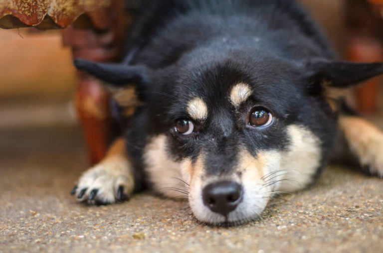 黒柴の人気の秘密に迫る!黒柴の魅力や飼い方もご紹介! | ペットニュースストレージ(ペット保険のペット&ファミリー損保)