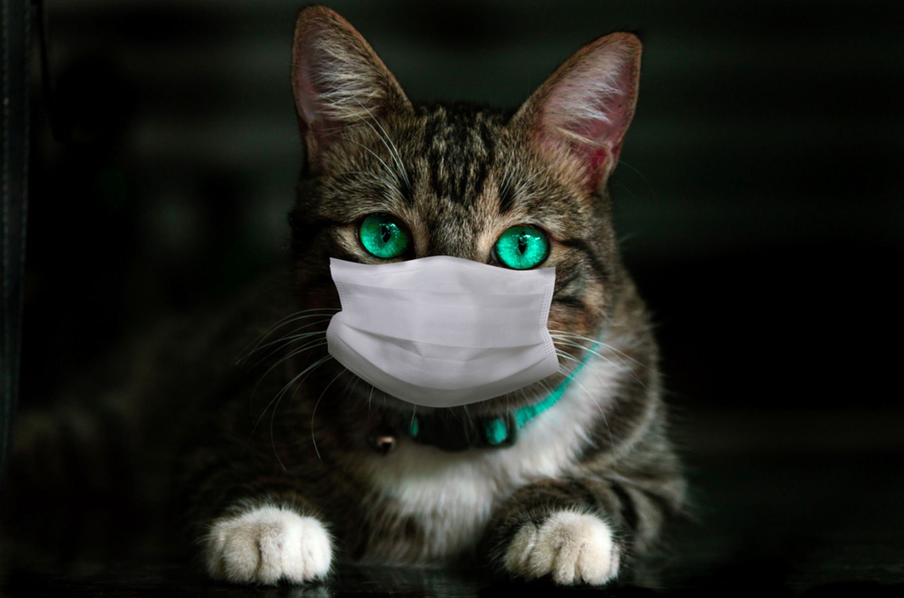 【獣医師監修】猫風邪の症状と原因は？予防法や治療費はどれくらい？