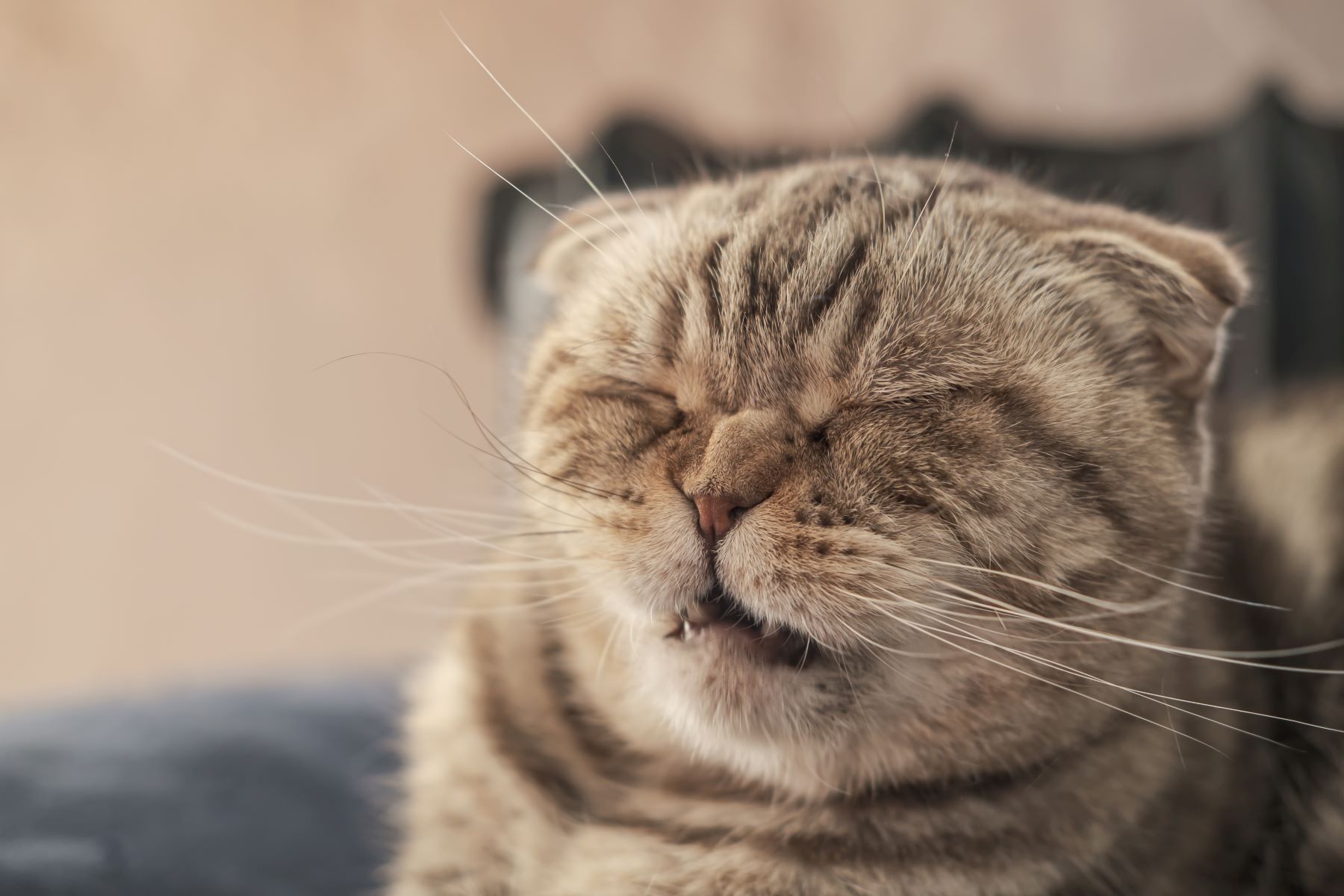 【獣医師監修】猫の鼻水やくしゃみは花粉症？チェックすべき症状、時期、対策などを解説