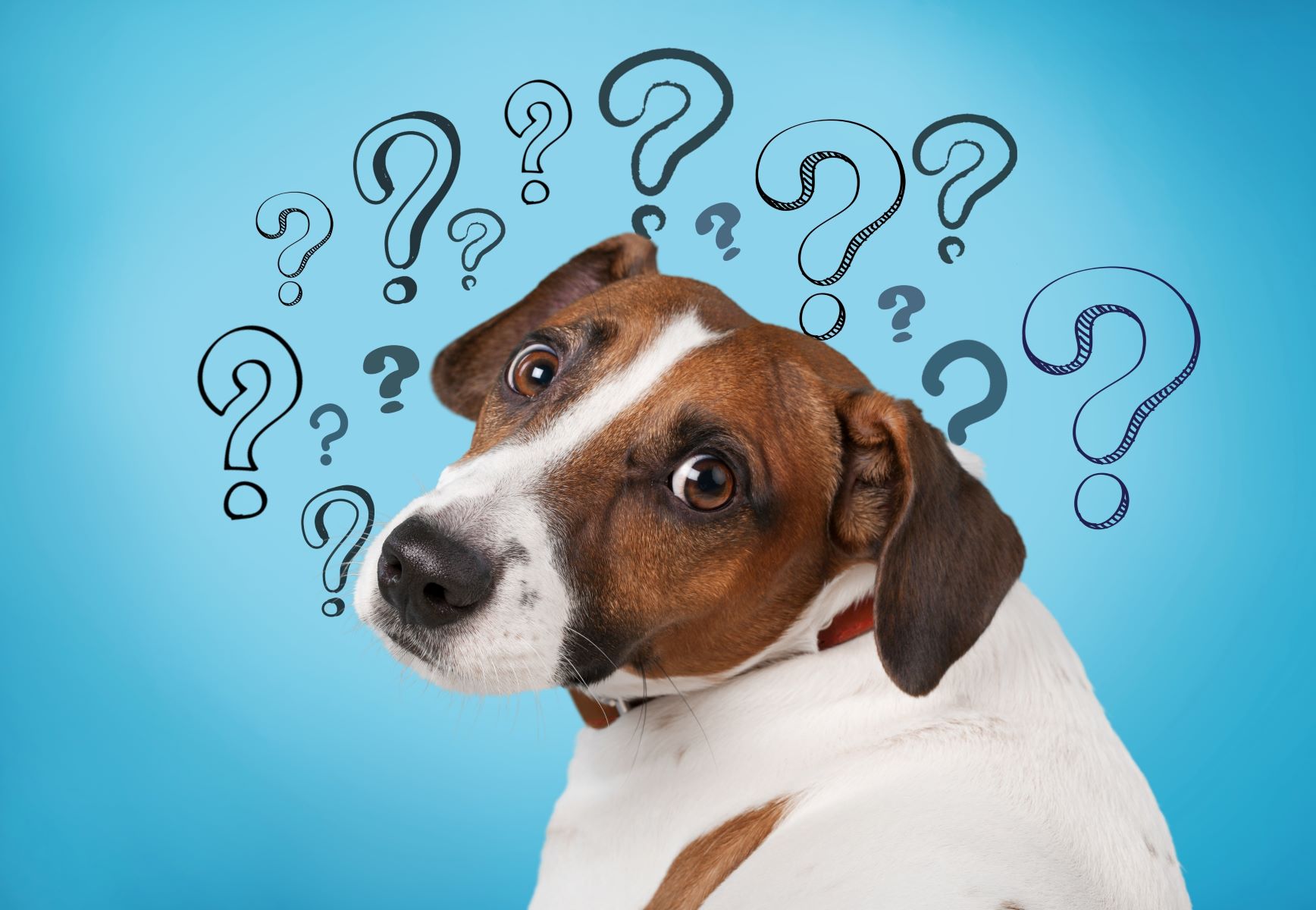 【獣医師監修】犬の年齢、人間に換算すると何歳？平均寿命は？
