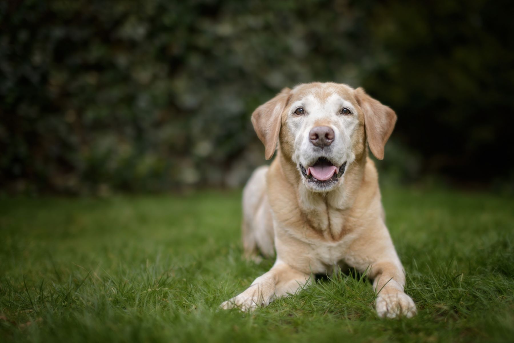 【獣医師監修】犬の平均寿命は？ギネス記録で世界で最も長く生きた犬の年齢・犬種とは？