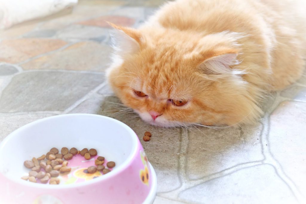 【獣医師監修】愛猫の食欲不振は病気？それとも好き嫌い？原因や対処法、受診の目安を解説