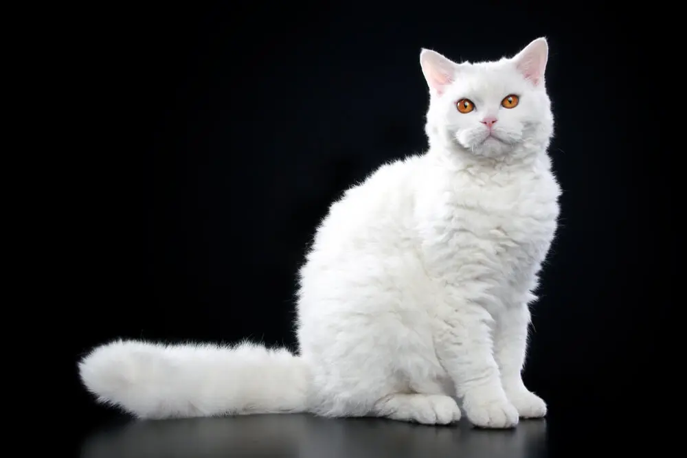 まるでぬいぐるみ！セルカークレックスと一緒に過ごすための飼い方