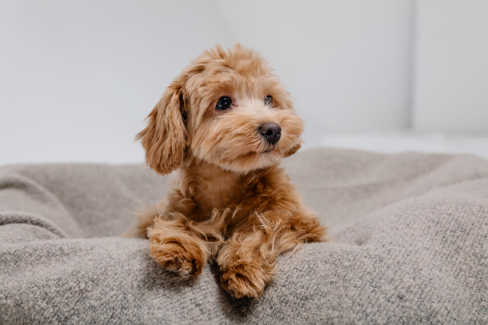 小型犬・中型犬