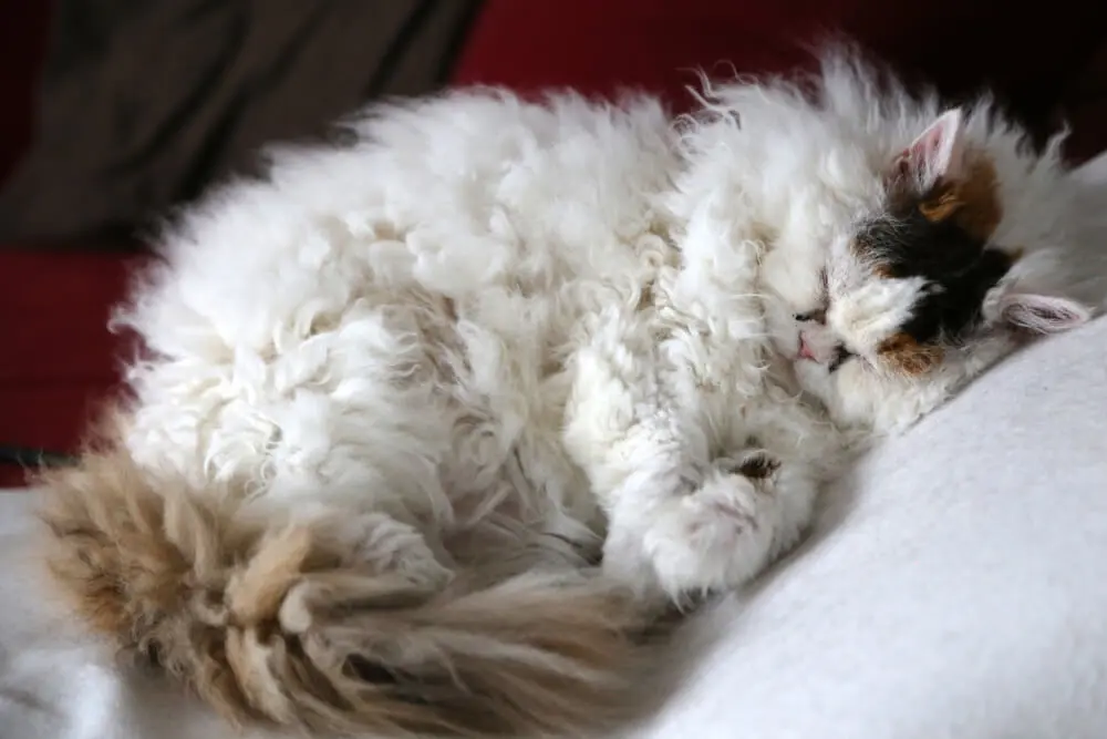 まるでぬいぐるみ！セルカークレックスと一緒に過ごすための飼い方