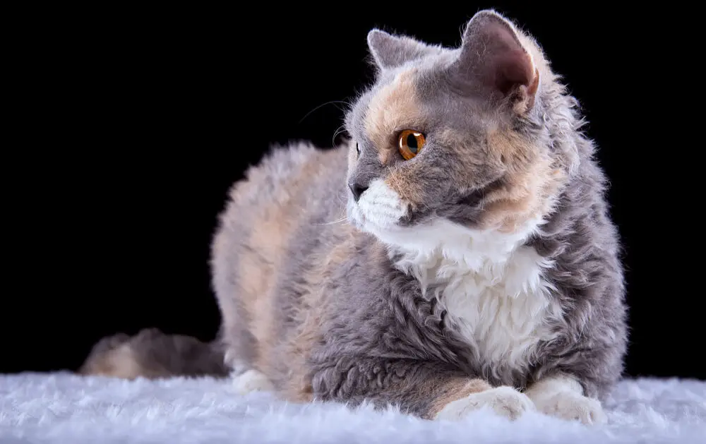 まるでぬいぐるみ！セルカークレックスと一緒に過ごすための飼い方