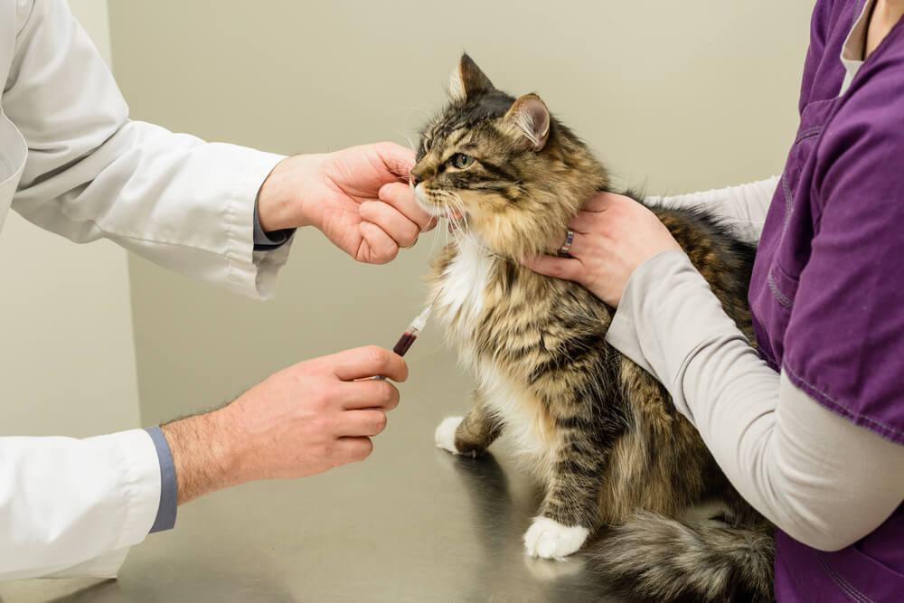 猫の花粉症の検査はあるの？治療法は？