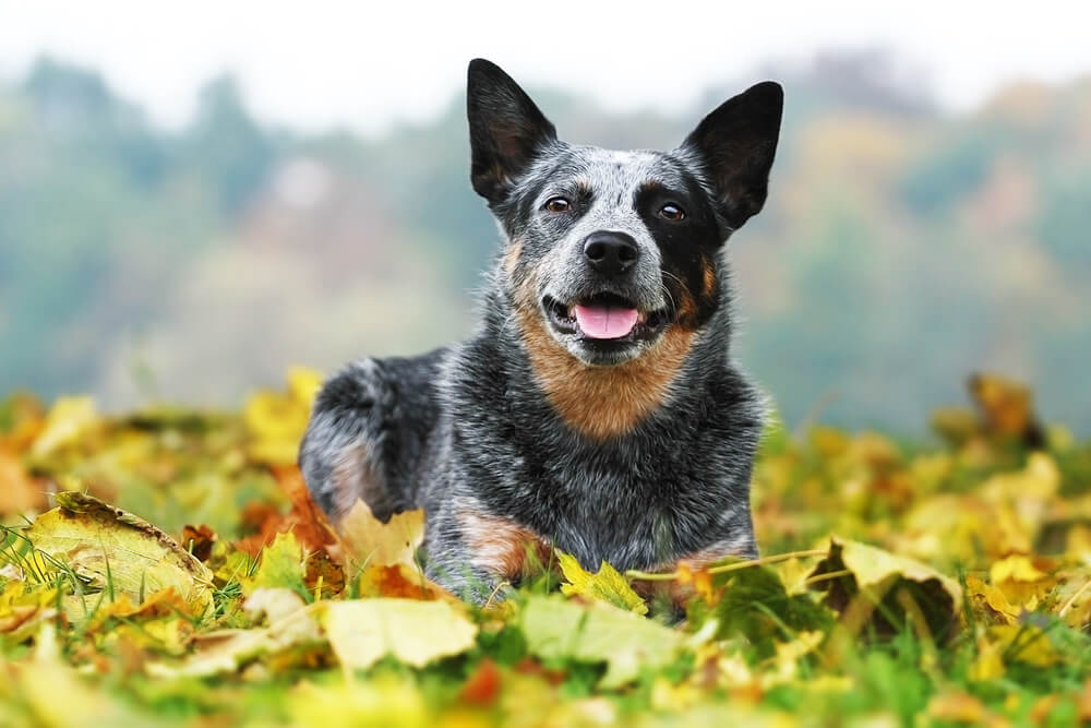 ギネスに載っている世界最高齢の犬