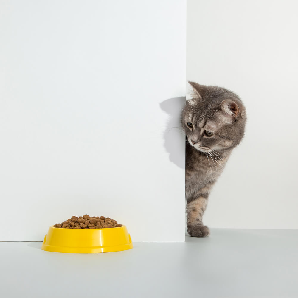 愛猫の食欲不振、ご飯を食べてもらうためにできることは？