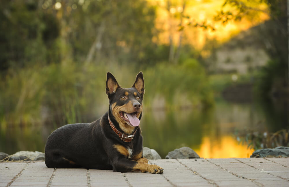 ギネス記録更新！？2016年まで存命だった世界最高齢の犬