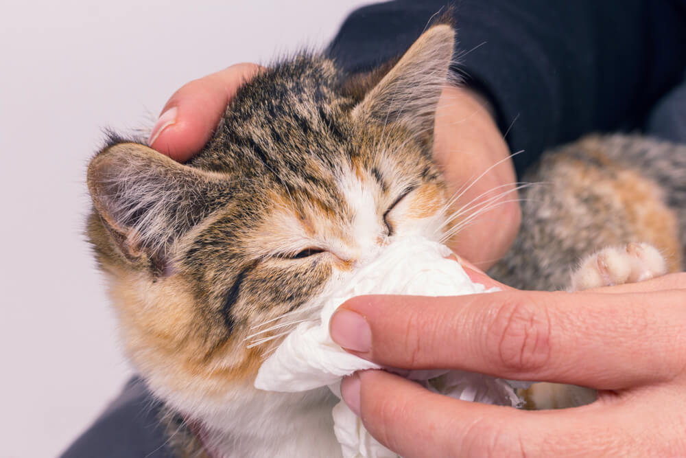 猫風邪以外のくしゃみの原因