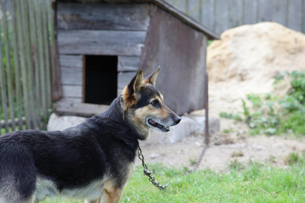 飼い方によって犬の寿命が変わる？